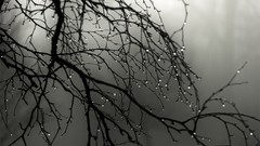 Branches silhouettes water drops grayscale