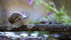Branches snails rivers molluscs
