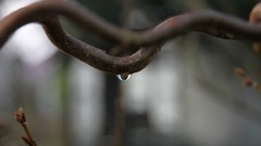 Branches water drops