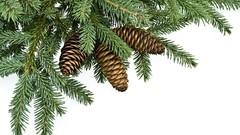 Branches white background cones Simple Background