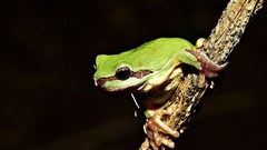 Branches woman Frogs amphibians