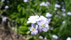 Brands nature Flowers