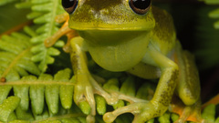 Brazil national geographic Frogs