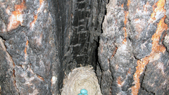 Brca robinnest brucefields high