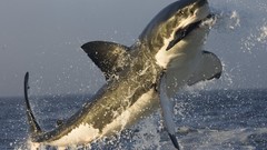 Breach great white shark)