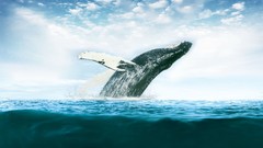 Breach Whales Humpback whale