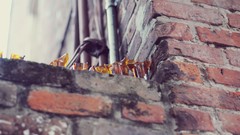 Brick wall broken glass