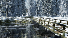 Bridge forest snow nature