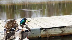 Bridges close-up sweden Ducks