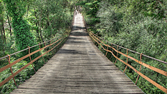 Bridges HDR Photography Trees