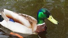 Bridges mallard Birds sweden