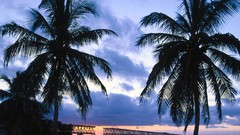Bridges palm trees Sea
