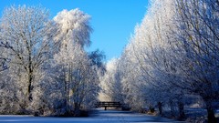 Bridges Trees snow winter