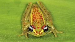 Bright Madagascar Frogs national park amphibians
