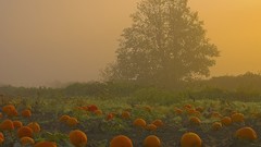 British Columbia patch