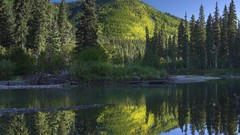 British Columbia reflections pine trees