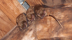 Brown bats high