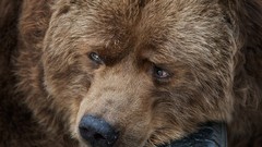 Brown Bears car tires