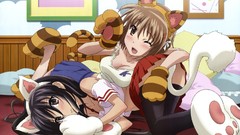 Brown eyes brunettes shakugan no shana animal ears