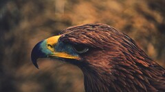 brown hawks Animals Birds