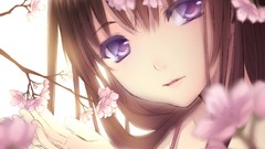 Brown long hair anime girls cherry blossoms purple eyes