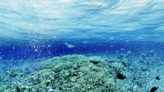 Bubbles fish underwater