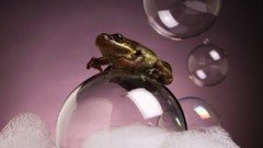Bubbles Frogs amphibians