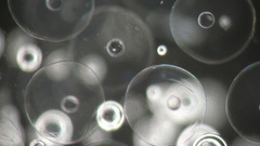 Bubbles grayscale