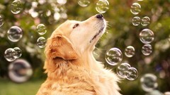 Bubbles muzzle