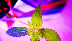 Bud Another heavily saturated