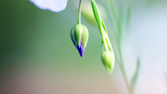 Budding blue flower by