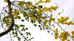 Buds yellow flowers filament