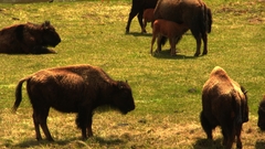 Buffalo animal