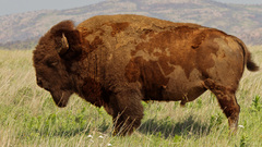 buffalo Animals bison nature world map side view Map Mammals