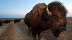 buffalo Animals national geographic Mammals