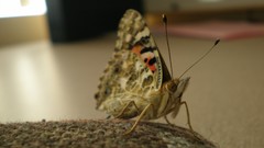 Bug bright moth insect