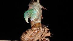 Bug hello high insect