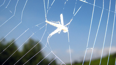 Bug in spider web