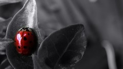 Bug macro selective coloring