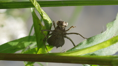 Bug strange terrible insect