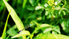 Bugs actually ll just