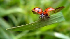 Bugs ladybirds