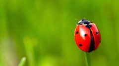 Bugs macro ladybirds