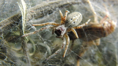 Bugs macro spiders arachnids