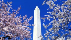Buildings obelisk blossoms