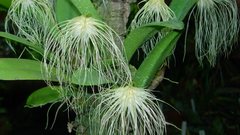 Bulbophyllum medusae lindley rchbf