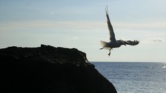 Bulgaria Caught in Flight