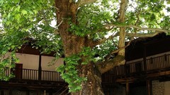 Bulgaria Century-Old Tree in