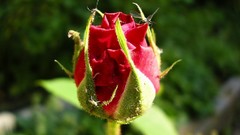 Bulgarian Red Rose roses