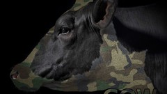 Bull Photo manipulation